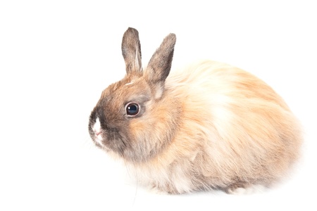 Portrait of a Rabbit, Oryctolagus cuniculus, sitting in front of white background の写真素材