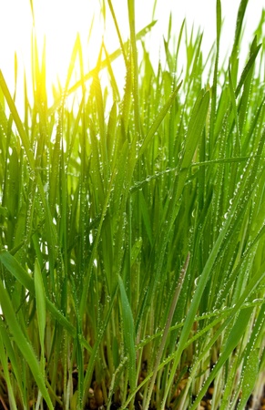 A green young grass is covered dew and an ascending morning sunの写真素材