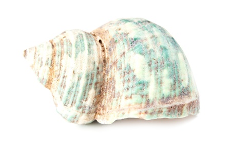 beautiful seashell on white background (studio shot)の写真素材