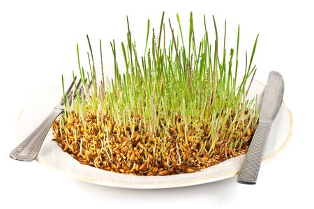 Very delicious vitamins. Germinating grain on a dish with a knife and fork on a white backgroundの写真素材
