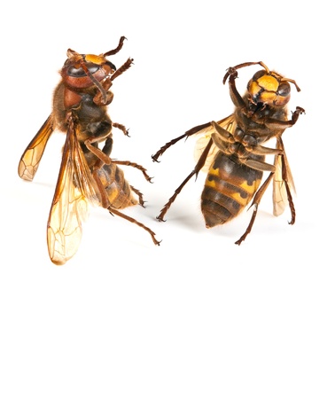 Two dancing big dangerous hornet on white background の写真素材