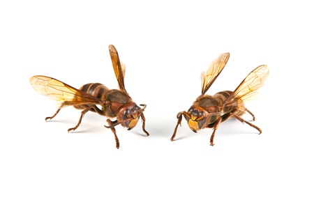 Two big dangerous hornet on white background 