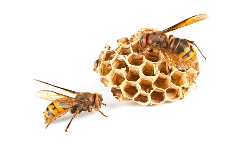  dancings big dangerous hornet and wasp on white background の写真素材