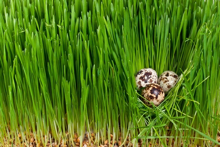 Nest with three quail eggs close up の写真素材