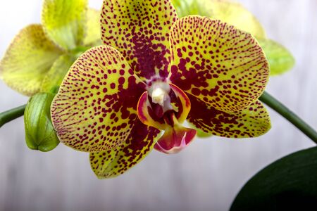 orchid flowers on the wood background top viewの写真素材