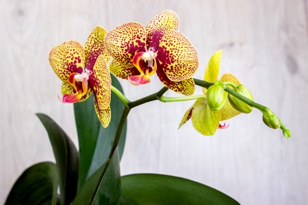 orchid flowers on the wood background top viewの写真素材