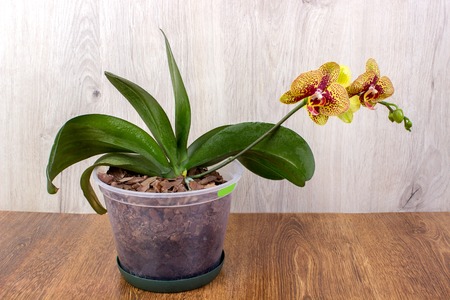 orchid flowers on the wood background top viewの写真素材