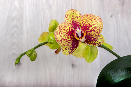 orchid flowers on the wood background top viewの写真素材
