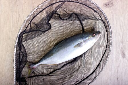 Fresh tuna fish has got to the net.の写真素材
