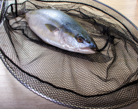 Fresh tuna fish has got to the net.の写真素材
