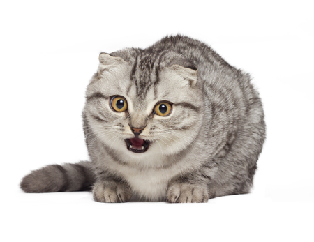 Scottish kitten, hissing evil cat Isolated on white background.の写真素材