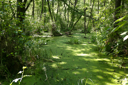 Lush green swamp and tropical forest scene. The sun is peaking through the thick foliage to reveal a gorgeous natural landscape.の写真素材