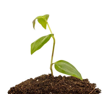 Young plant with humus isolated on white backgroundの写真素材