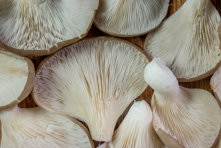 oyster mushrooms on a background of woodの写真素材