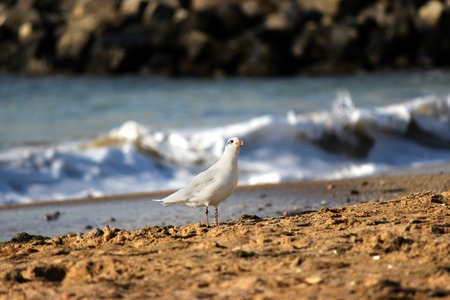 seagulls on beach sand looking for foodの写真素材
