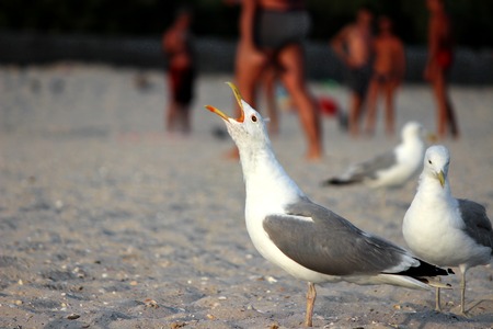 seagulls on beach sand looking for foodの写真素材