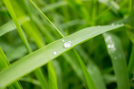 Drop of dew in morning on leaf with sun light. close-up.