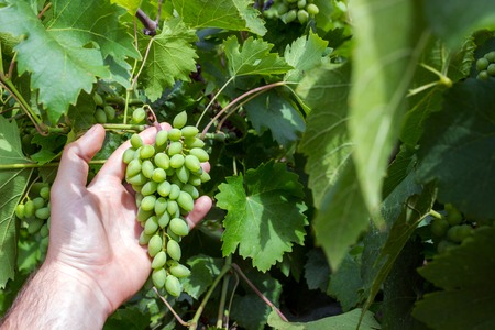 Vineyard worker checking grapes quality in vineyard. Winemaker checks the harvest of grapes.