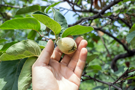 Hand Farmer with yellow ripening hairy quinceの写真素材
