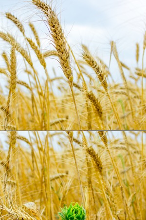 flower of sunflower in a field of wheatの写真素材