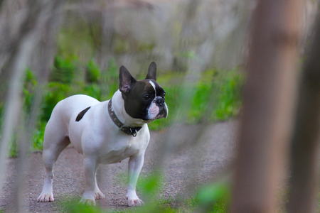 Dog French Bulldogの写真素材