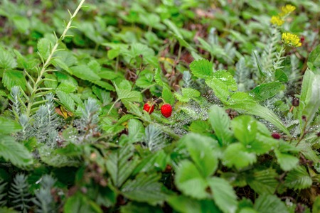 Rows of strawberry plants in a strawberry field after rain. Green bushes. Planting strawberry bushes technology in agriculture.の写真素材