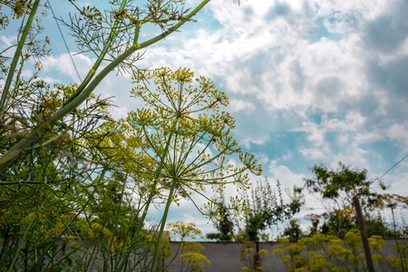 Yellow flower of dill in the garden, yellow dill close up, summer day.