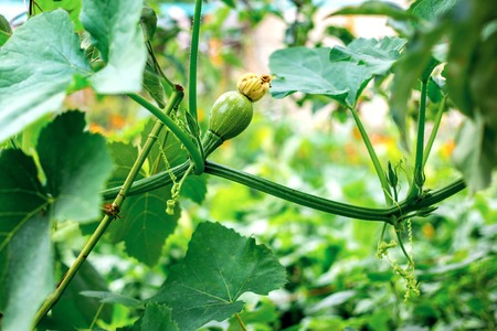 small emergent zucchini with a flower growing in gardenの写真素材