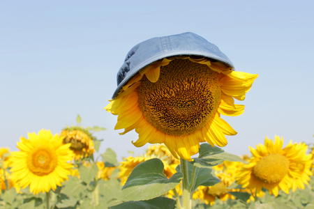 Sunflowers garden. Sunflower in a cap under the scorching sun. Sunflowers have abundant health benefits.の写真素材