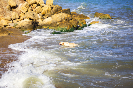 Labrador Retriever Dog Puppy taking a bath and shaking off water in front of beautiful mountain lakeの写真素材