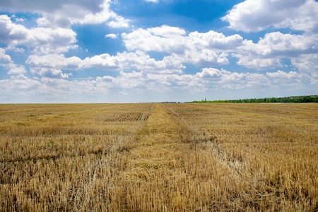 summer wheat field after a harvest Ukraine, Europeの写真素材