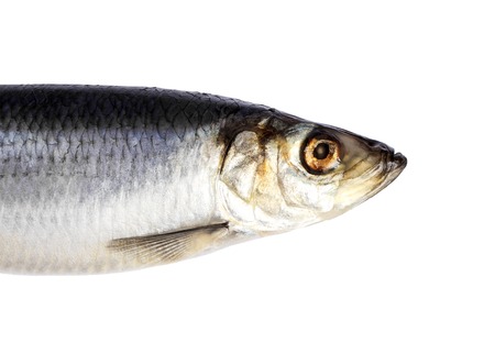 Herring fish isolated on white background. Herring fish head cut out.の写真素材