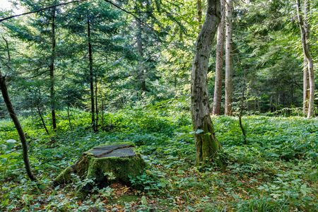 Green lawn with trees in park under sunny light.の写真素材