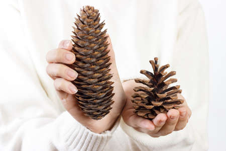 Girl holding pine cones. Woman hand holding pine cone.の写真素材