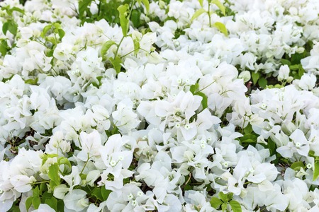 white small flower background. Gypsophila paniculata or Baby breath flowers.の写真素材