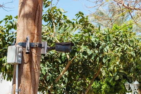 Security camera on front of palm trees. CCTV camera.