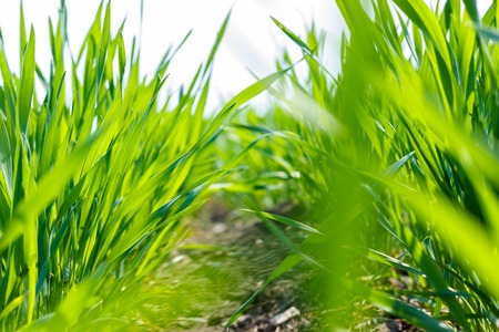 Close Up Young Wheat Sprouts Growing in the field.