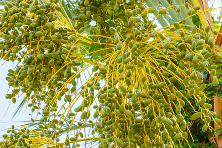 Cluster of green dates hanging from a date palm slowly ripening.の写真素材