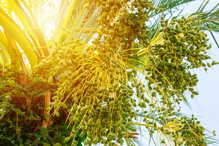 Green young Date palm on sunny day close up.の写真素材