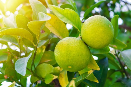Two green young grapefruit citrus ripen in the garden.