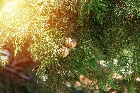Dry cones of Mediterranean cypress in sunny light.の写真素材