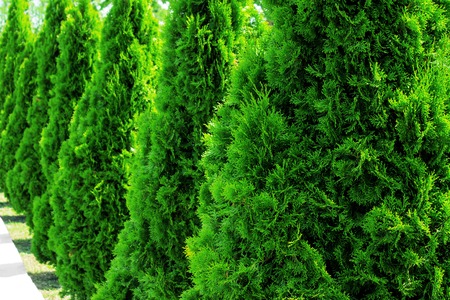 Thuja at the road in the summer. Decorative Thuya.の写真素材