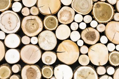 round teak wood stump background. Trees cut section for background texture.の写真素材