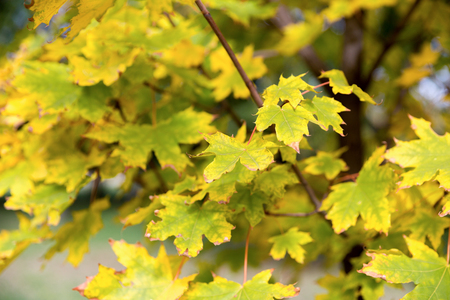 Spring background with fresh maple leaves. maple leave in city park.の写真素材