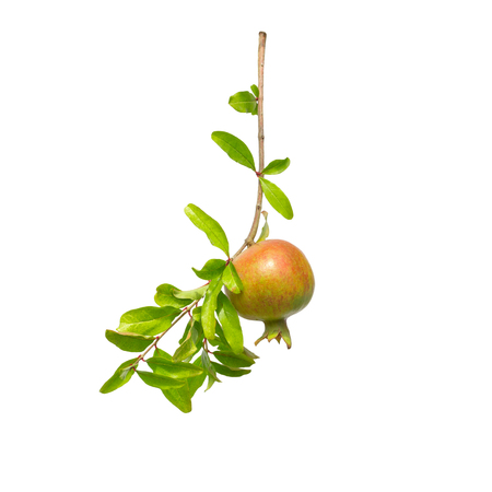 Orange Pomegranate or Garnet on branch isolated on white background.の写真素材