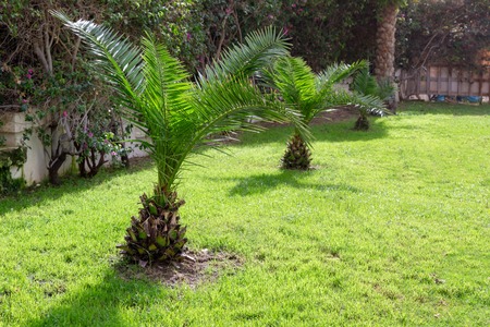 small palm trees on green grass. green trees on the background well-kept tropical park, well trimmed lawn in summer.の写真素材