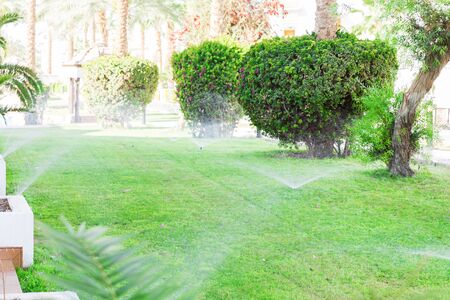 Sprinkler in garden watering the lawn. Automatic watering lawns concept.の写真素材