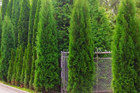 Close up of green thuja trees growing in a row. Hedge made of of thujas.の写真素材