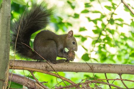Squirrel is eating a nut sitting on the branch of the tree in the park.の写真素材