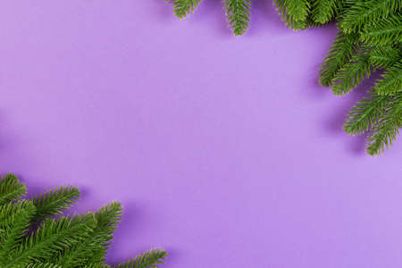 Top view of green fir tree branches on colorful background. New year holiday concept with empty space for your design.の写真素材